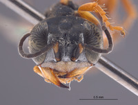 Gastrosericus herero image