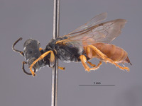 Gastrosericus herero image
