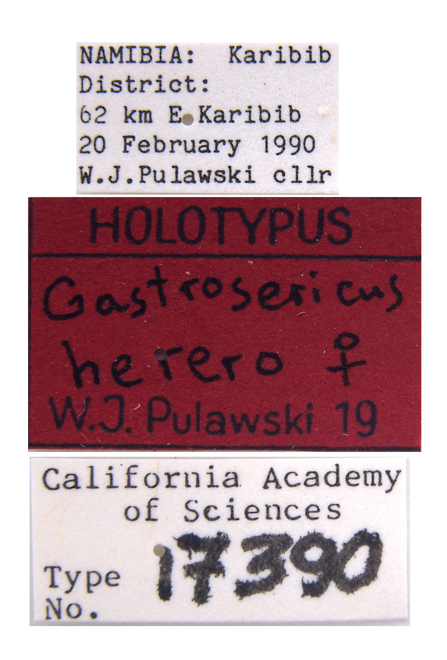 Gastrosericus herero image