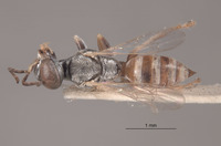 Gastrosericus hombori image