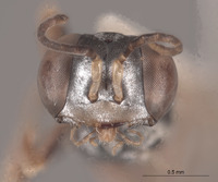 Gastrosericus hombori image