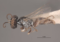 Gastrosericus hombori image