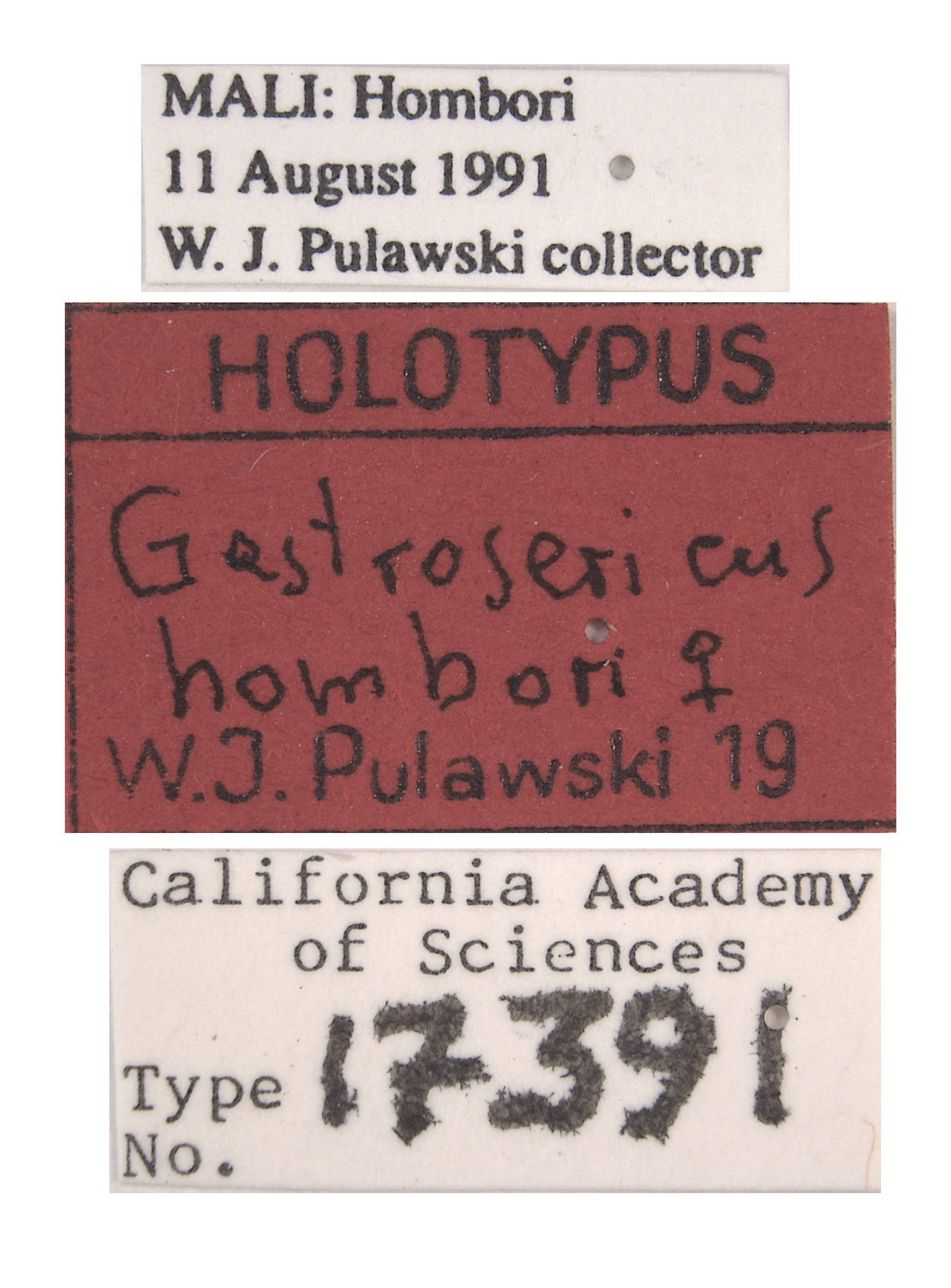 Gastrosericus hombori image