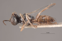 Image of Gastrosericus hombori