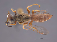 Gastrosericus lepidus image