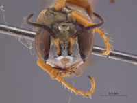 Gastrosericus lepidus image