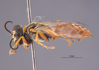 Gastrosericus lepidus image