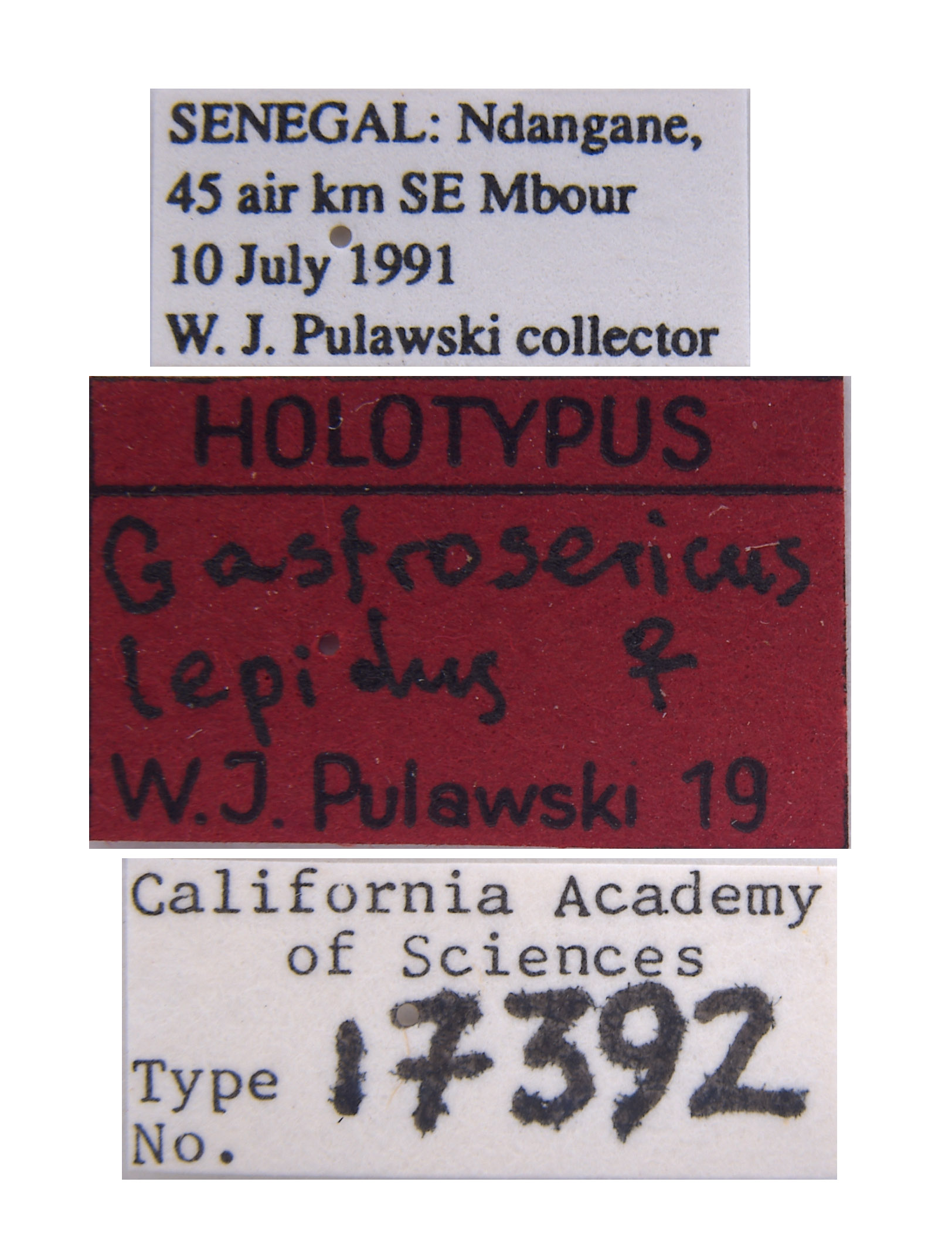 Gastrosericus lepidus image