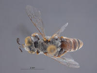 Gastrosericus pnepheros image