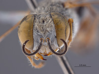 Gastrosericus pnepheros image