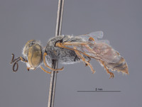Gastrosericus pnepheros image