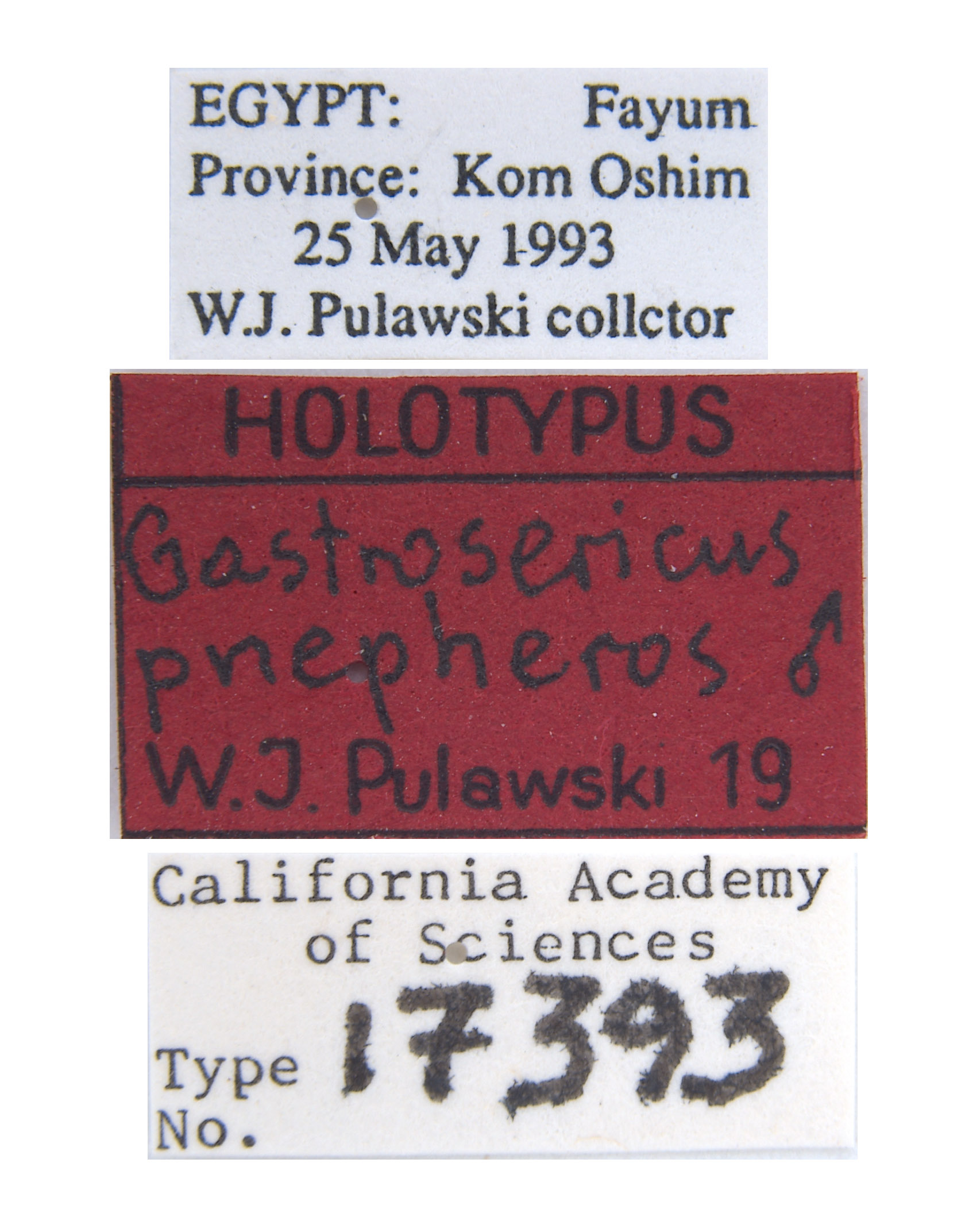 Gastrosericus pnepheros image