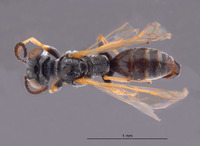 Gastrosericus praos image