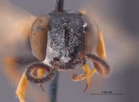 Gastrosericus praos image