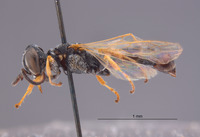 Gastrosericus praos image