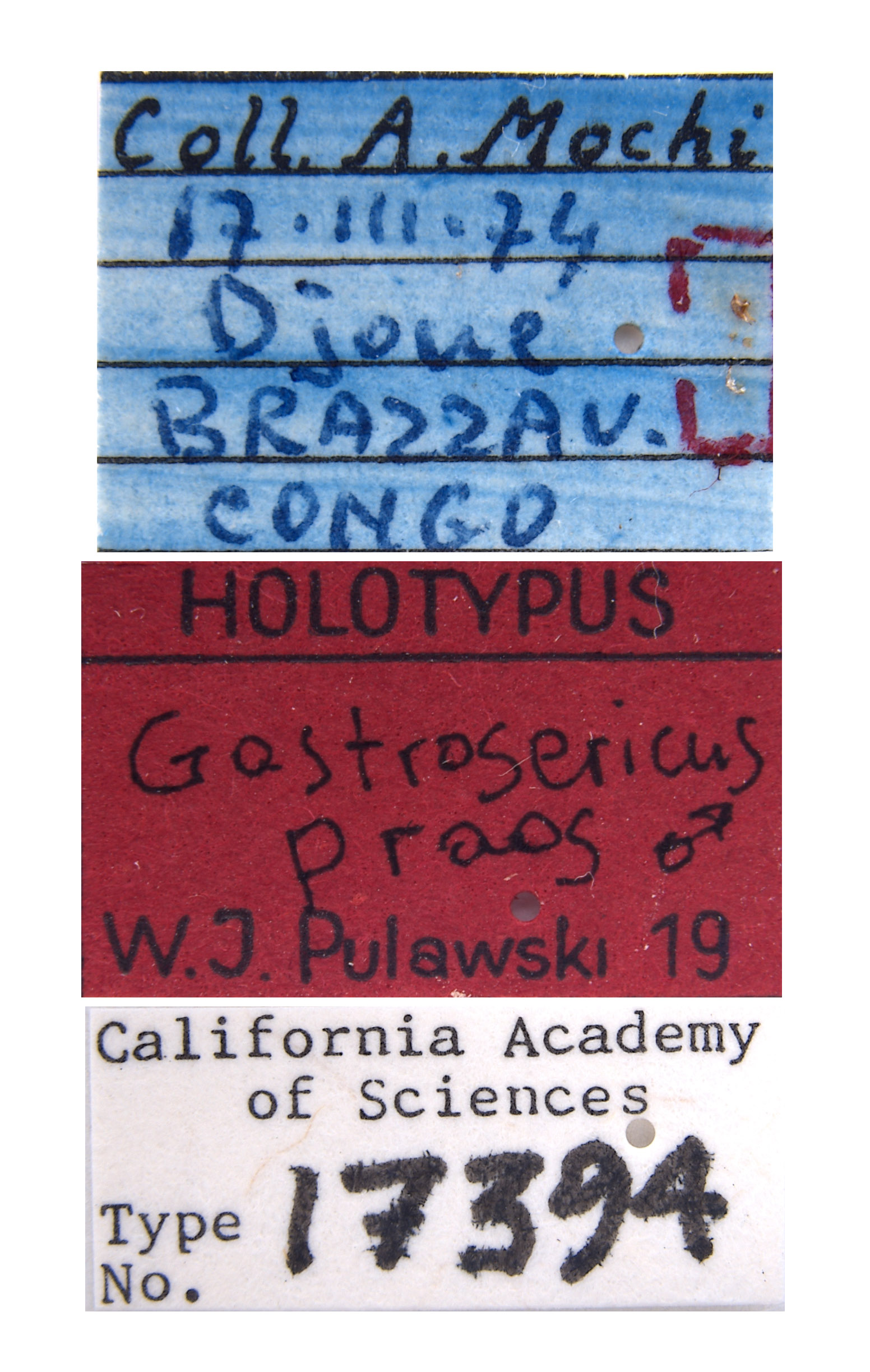 Gastrosericus praos image