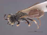 Gastrosericus punctatus image