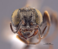 Gastrosericus punctatus image