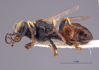 Gastrosericus punctatus image