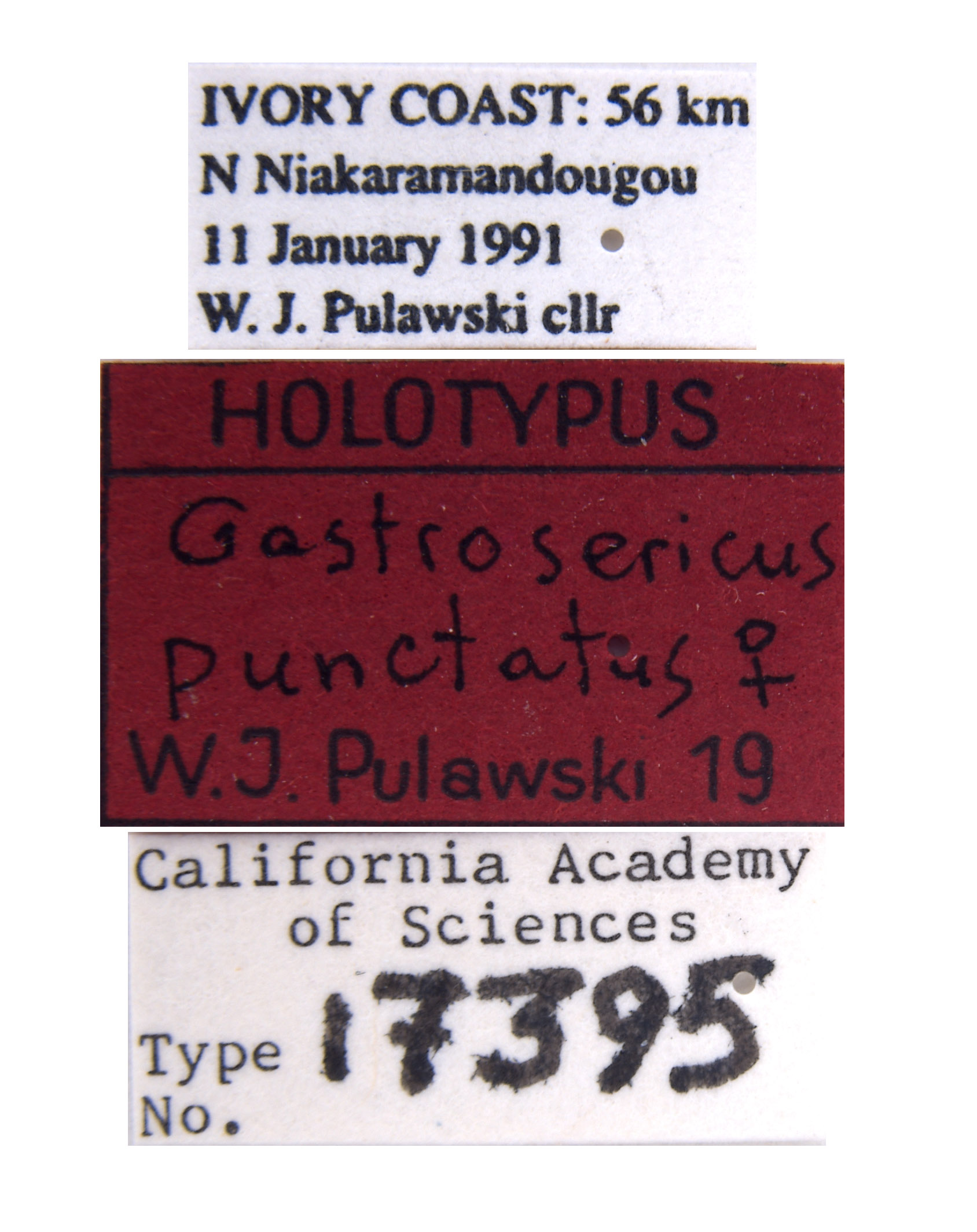 Gastrosericus punctatus image