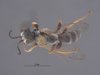 Gastrosericus sabulosus image