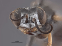 Gastrosericus sabulosus image