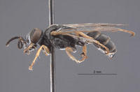 Gastrosericus sabulosus image