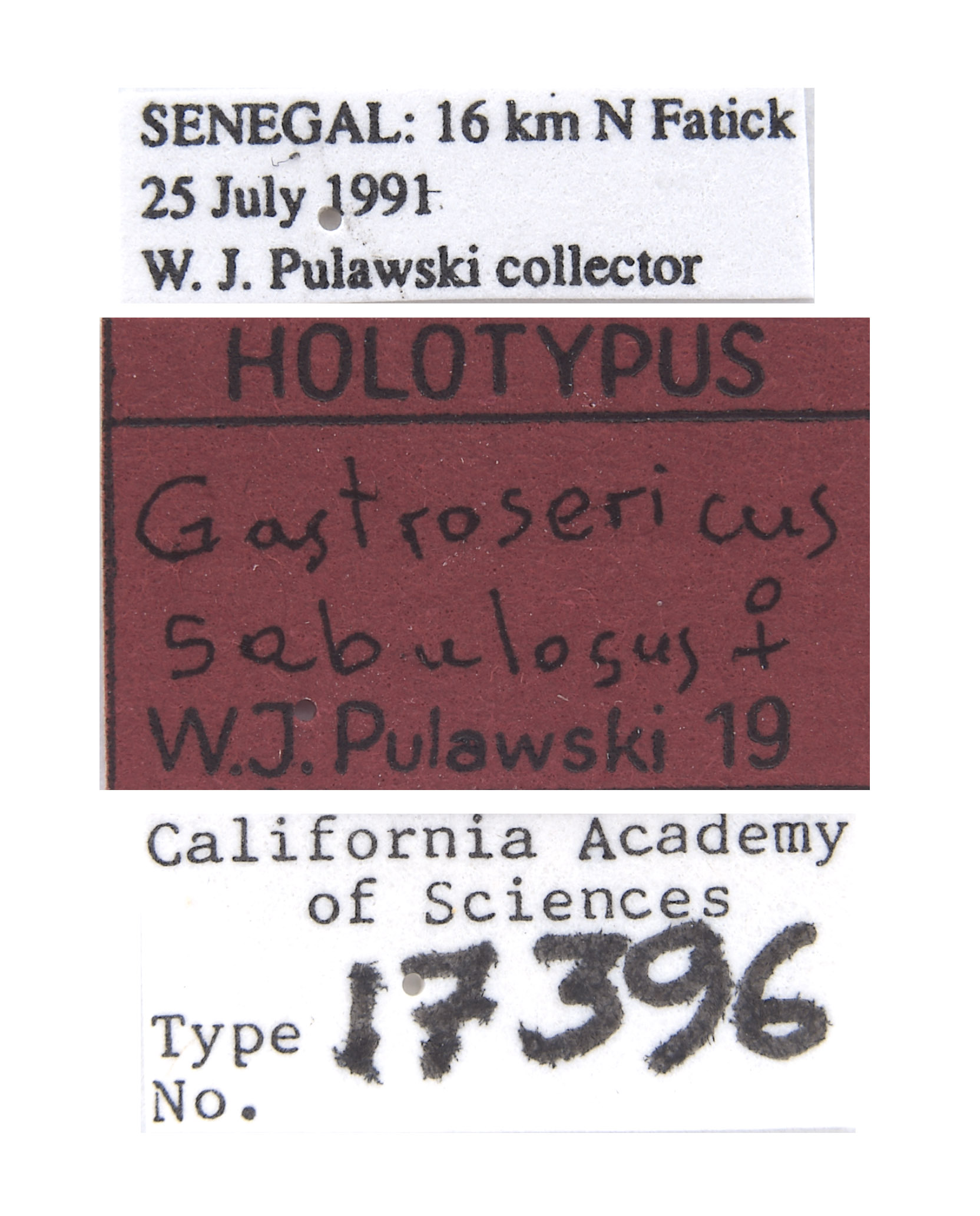 Gastrosericus sabulosus image