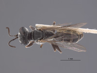 Gastrosericus sobrinus image