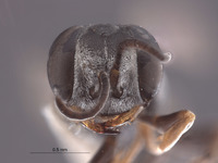 Gastrosericus sobrinus image