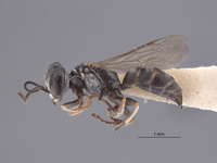 Gastrosericus sobrinus image