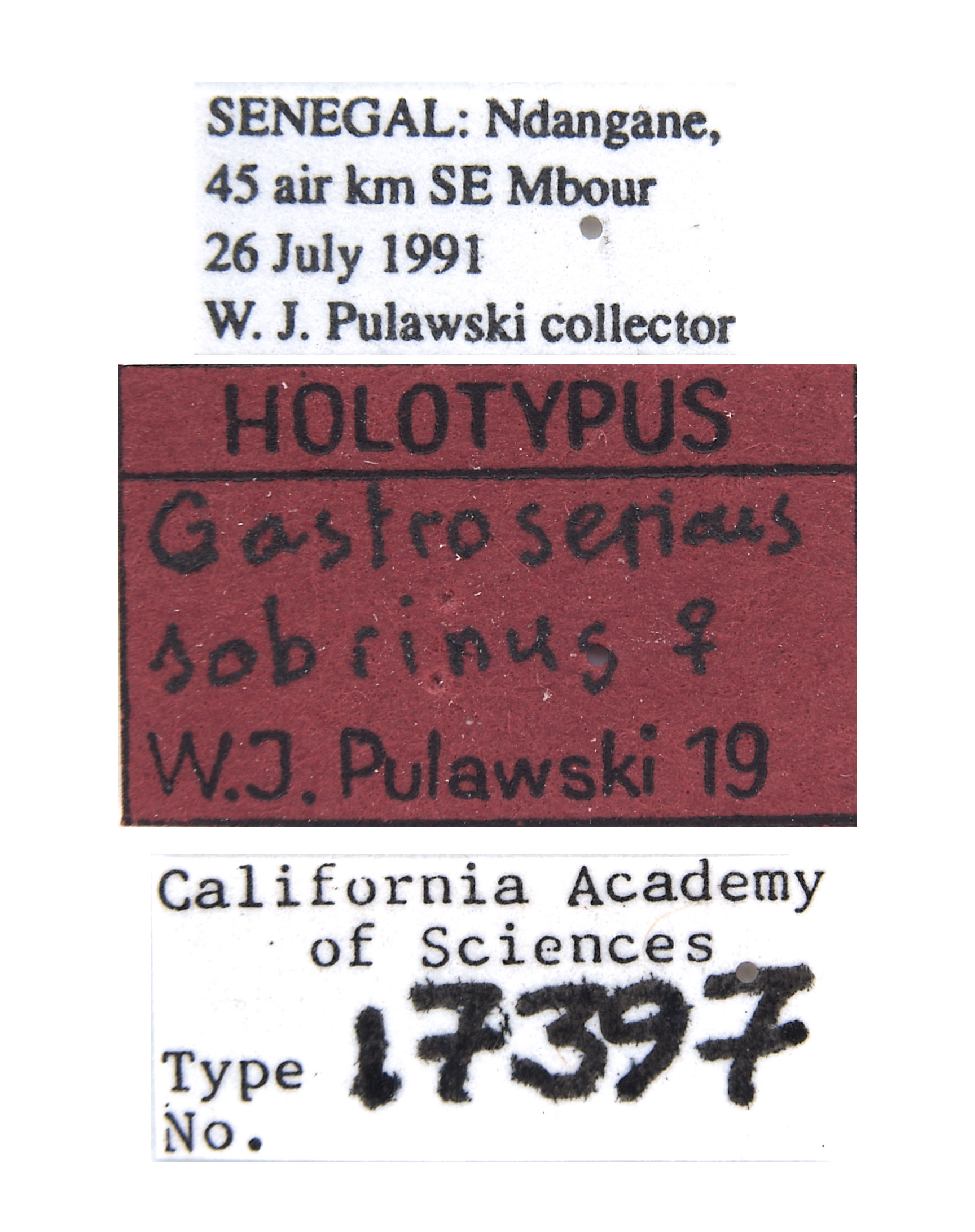 Gastrosericus sobrinus image