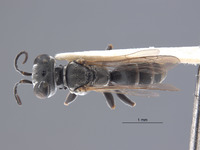 Gastrosericus synander image