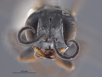 Gastrosericus synander image