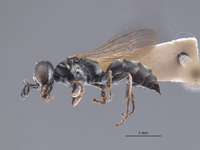 Gastrosericus synander image