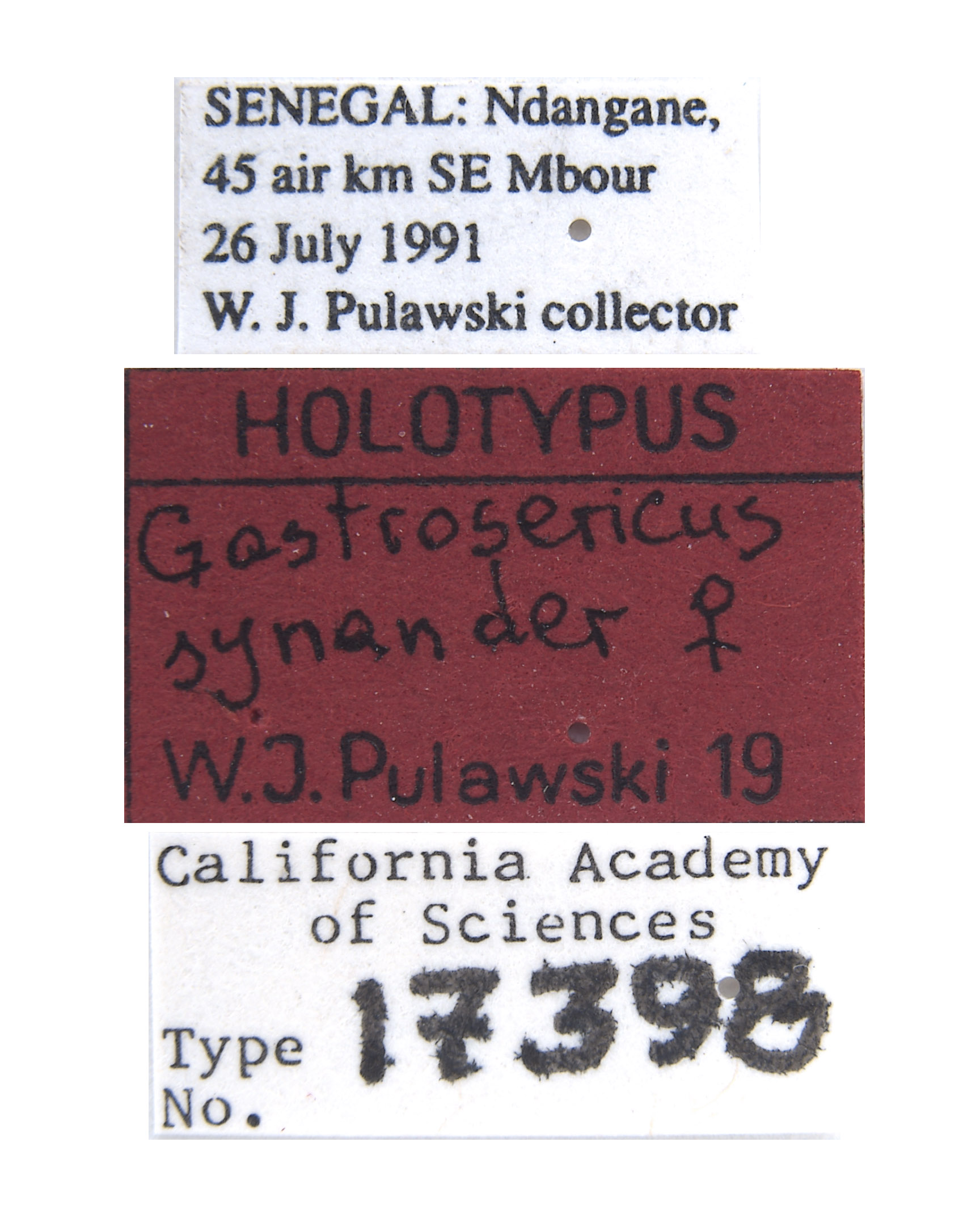 Gastrosericus synander image