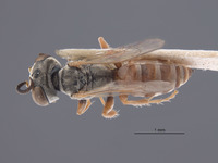 Gastrosericus truncatus image