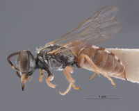 Gastrosericus truncatus image