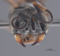 Gastrosericus tuberculatus image