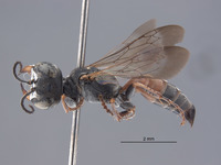 Gastrosericus tuberculatus image