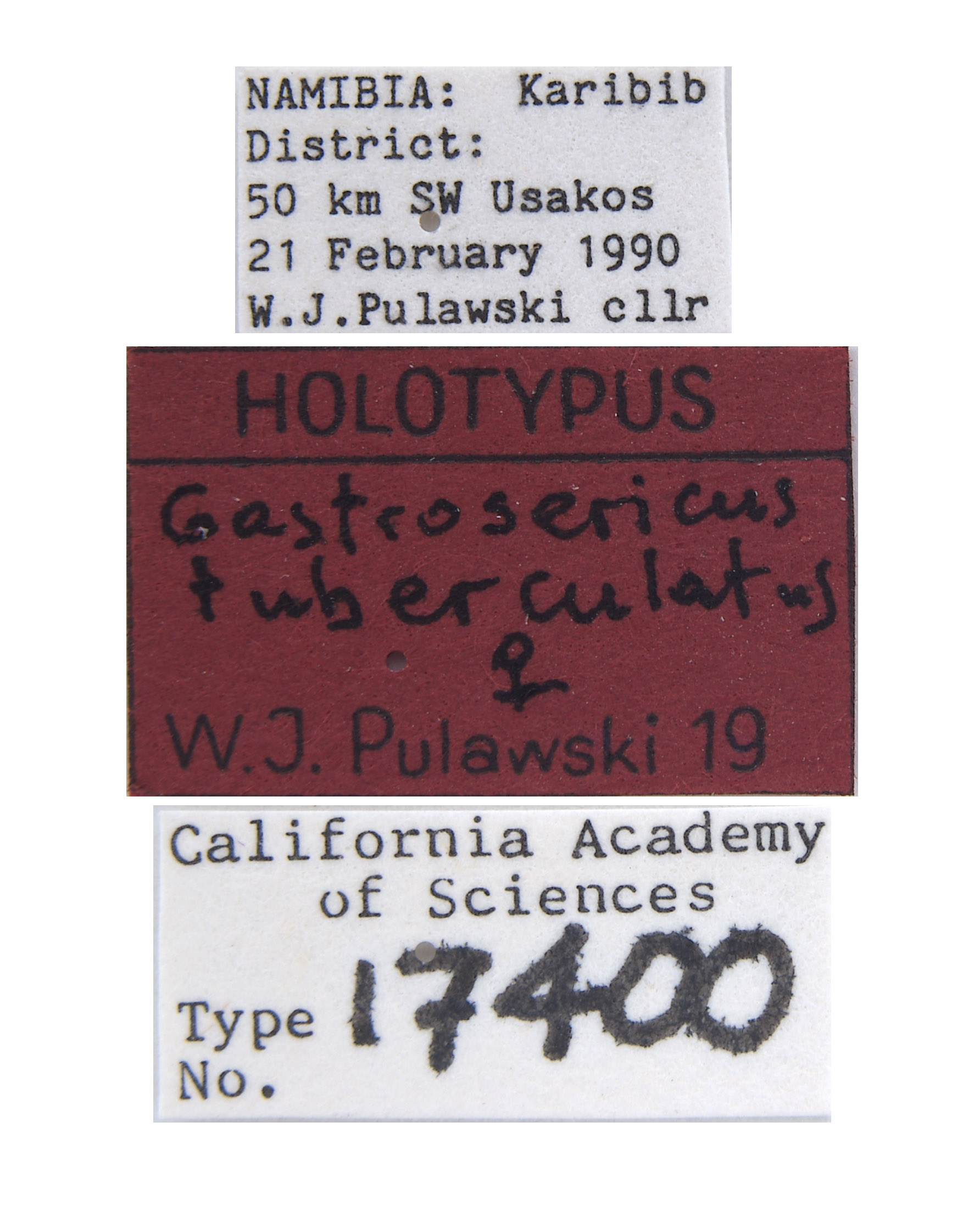 Gastrosericus tuberculatus image