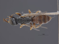 Gastrosericus xanthophilus image