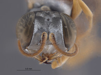 Gastrosericus xanthophilus image