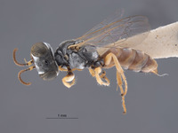 Gastrosericus xanthophilus image