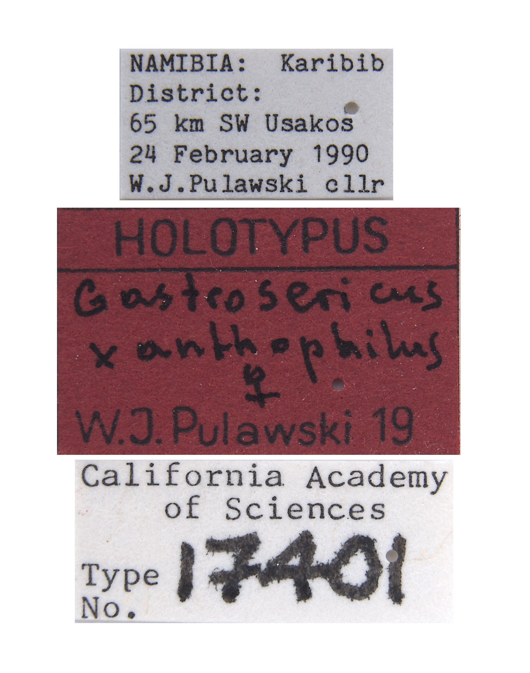 Gastrosericus xanthophilus image