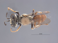 Gastrosericus zoyphion image