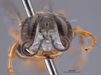 Gastrosericus zoyphion image