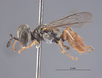 Gastrosericus zoyphion image