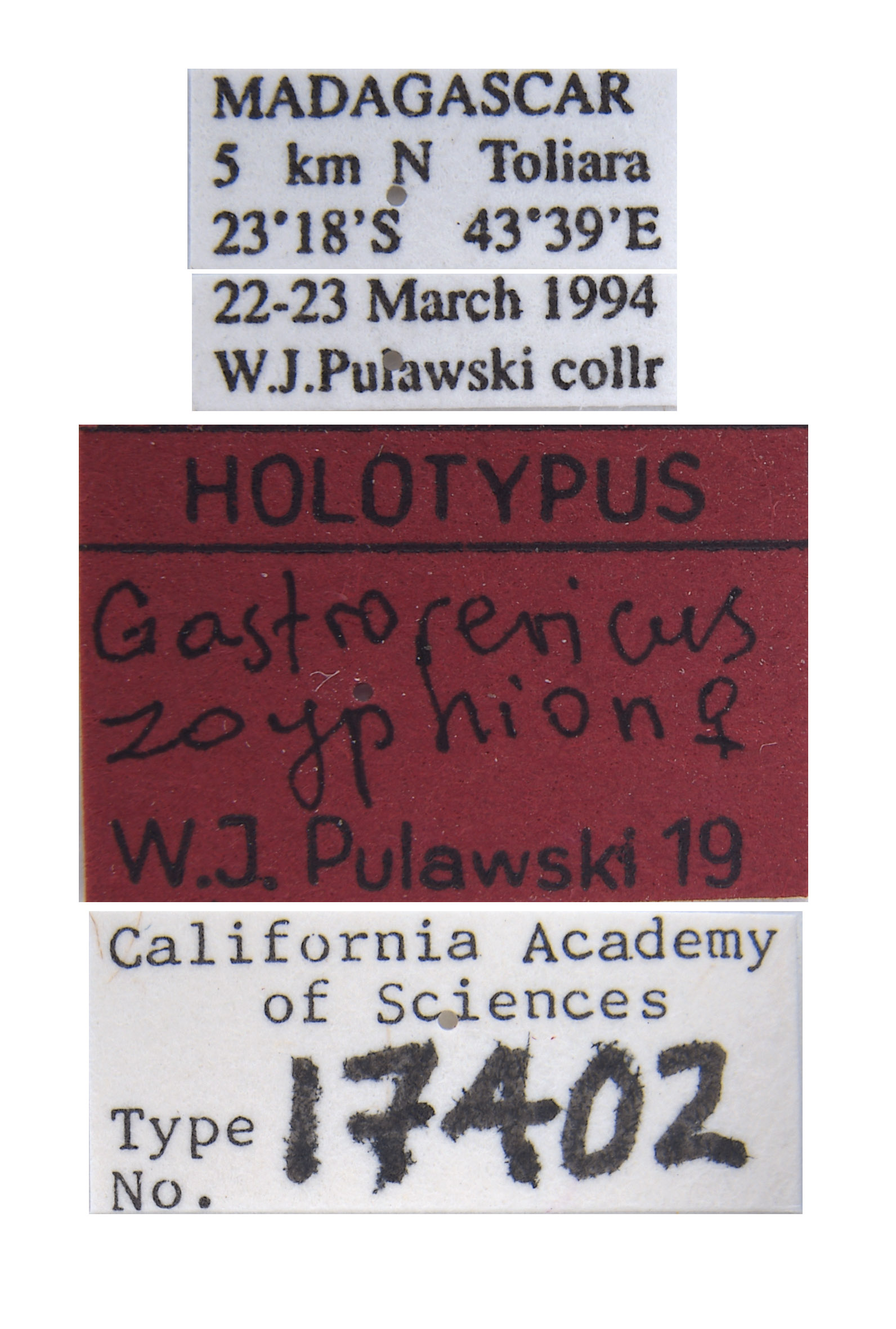 Gastrosericus zoyphion image