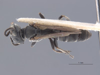 Gastrosericus zyx image